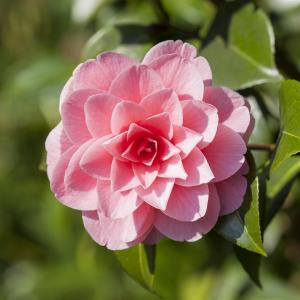 Camellia japonica roze