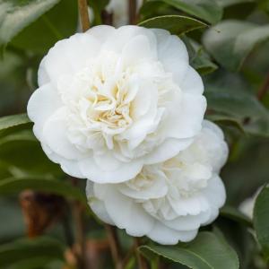 Camellia japonica wit