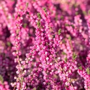 Calluna vulgaris 'Red Star'
