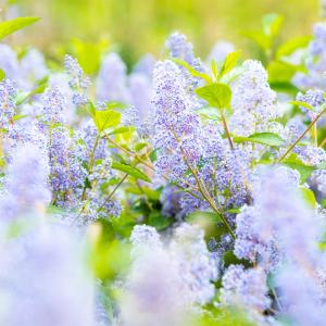Ceanothus delilianus 'Gloire de Versailles'