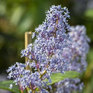 Ceanothus delilianus 'Topaze'