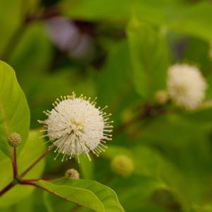 Cephalanthus occidentalis