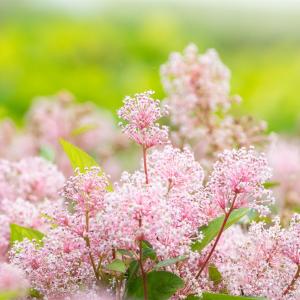 Ceanothus pallidus 'Marie Simon'