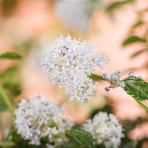 Ceanothus thyrsiflorus repens