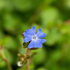 Ceratostigma willmottianum