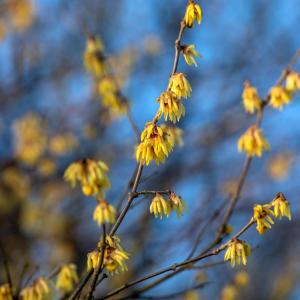 Chimonanthus praecox