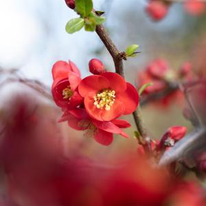 Chaenomeles superba 'Crimson and Gold'