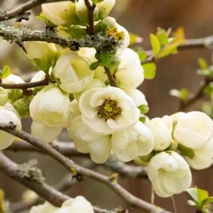 Chaenomeles superba 'Jet Trail'