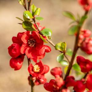 Chaenomeles superba 'Nicoline'