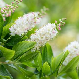 Clethra alnifolia