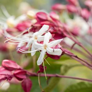 Clerodendrum trichotomum