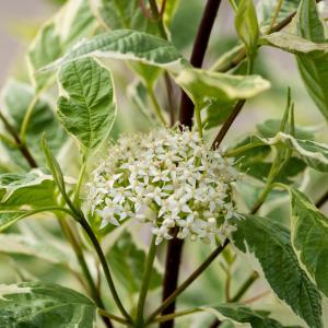 Cornus alba 'Elegantissima'