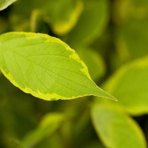 Cornus alba 'Gouchaultii