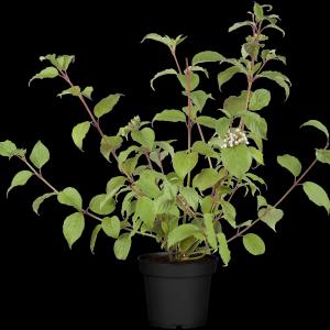 Cornus alba 'Kesselringii'