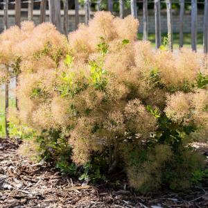 Cotinus coggygria