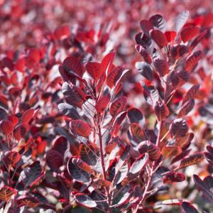 Cotinus coggygria 'Royal Purple'