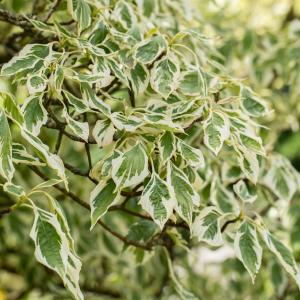 Cornus controversa 'Variegata'
