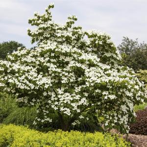 Cornus florida