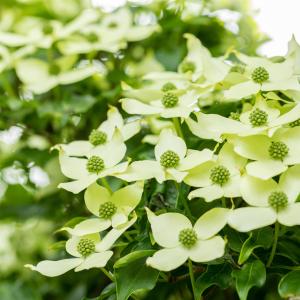 Cornus kousa 'China Girl'