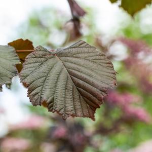 Corylus 'Maxima purpurea'