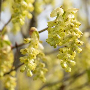 Corylopsis spicata