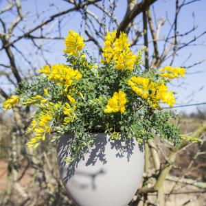 Cytisus decumbens