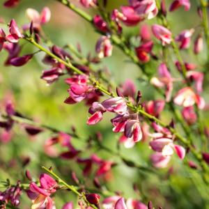Cytisus 'Hollandia'