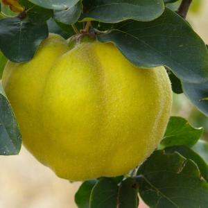 Cydonia oblonga 'Leo Covacz'