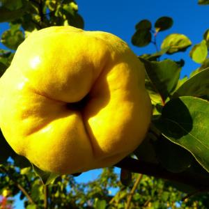 Cydonia oblonga 'Rea's Mammoth'