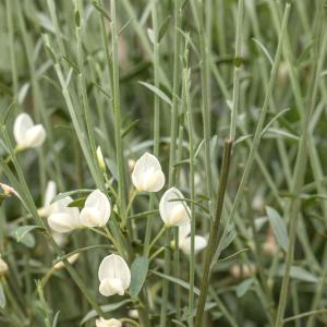 Cytisus praecox 'Albus'
