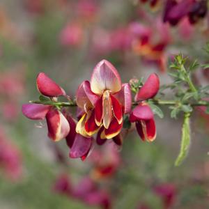 Cytisus 'Roter Favorit'