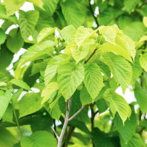 Davidia involucrata