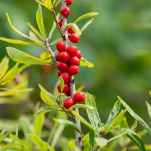 Daphne mezereum 'Rubra'