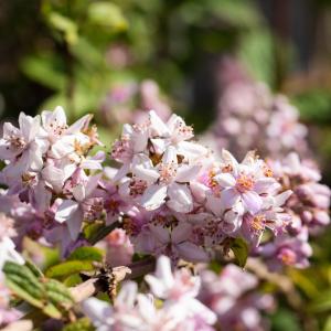 Deutzia hybrida 'Mont Rose'