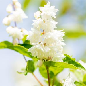 Deutzia scabra 'Plena'