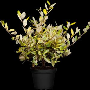 Elaeagnus pungens 'Maculata'