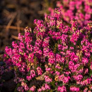 Erica carnea 'Myretoun Ruby'