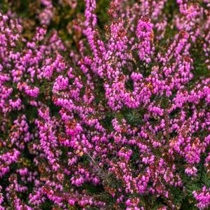 Erica darleyensis 'Kramer's Rote'