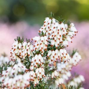 Erica darleyensis 'Silberschmelze'