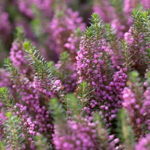 Erica vagans 'Mrs. D.F.Maxwell'