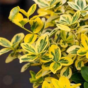 Euonymus fortunei 'Emerald 'n Gold'