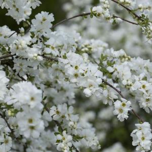 Exochorda macrantha 'The Bride'
