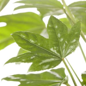 Fatsia japonica
