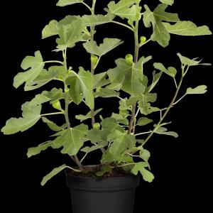 Ficus carica 'Brown Turkey'