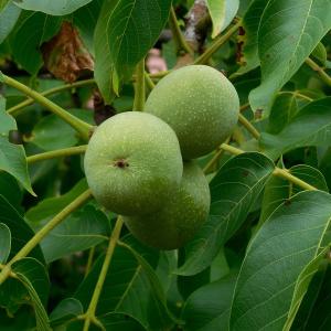 Juglans regia 'Buccaneer'