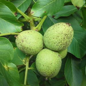 Juglans Regia