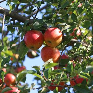 Malus domestica 'Alkmene'