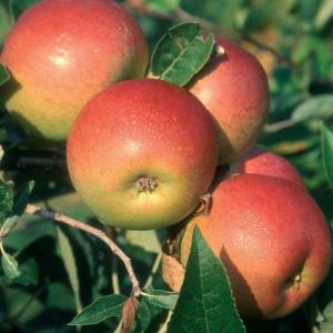 Malus domestica 'Cox's Orange Pippin'