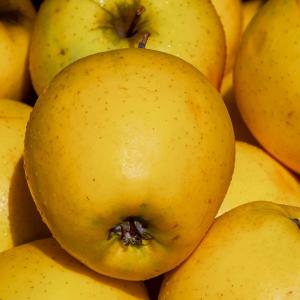 Malus domestica 'Golden Delicious'