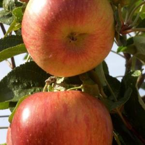 Malus domestica 'Idared'